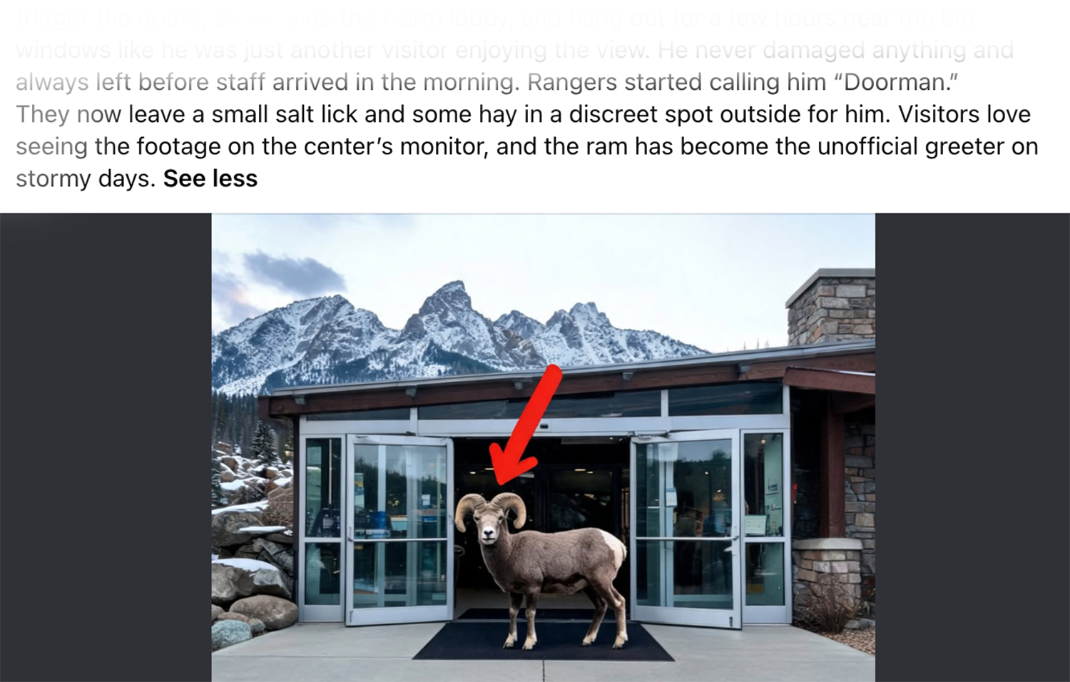 Social media story about a sheep entering a visitors center